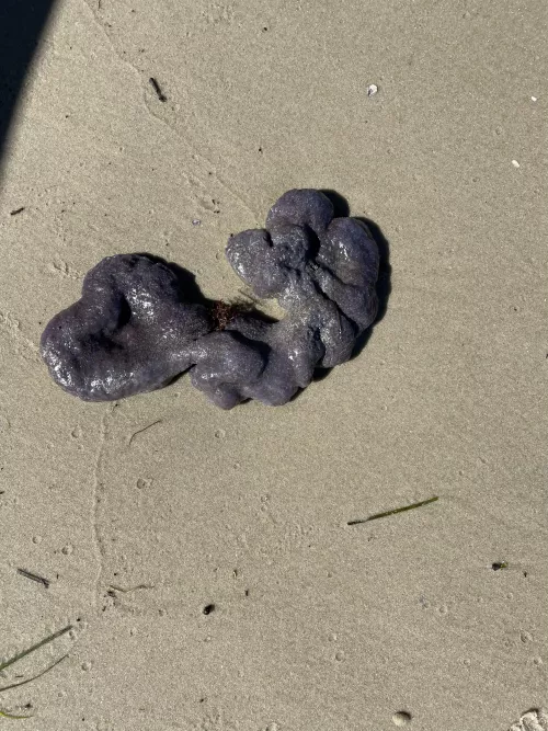 Washed up on the sound side of Topsail Beach,NC. Any ideas what it may be?