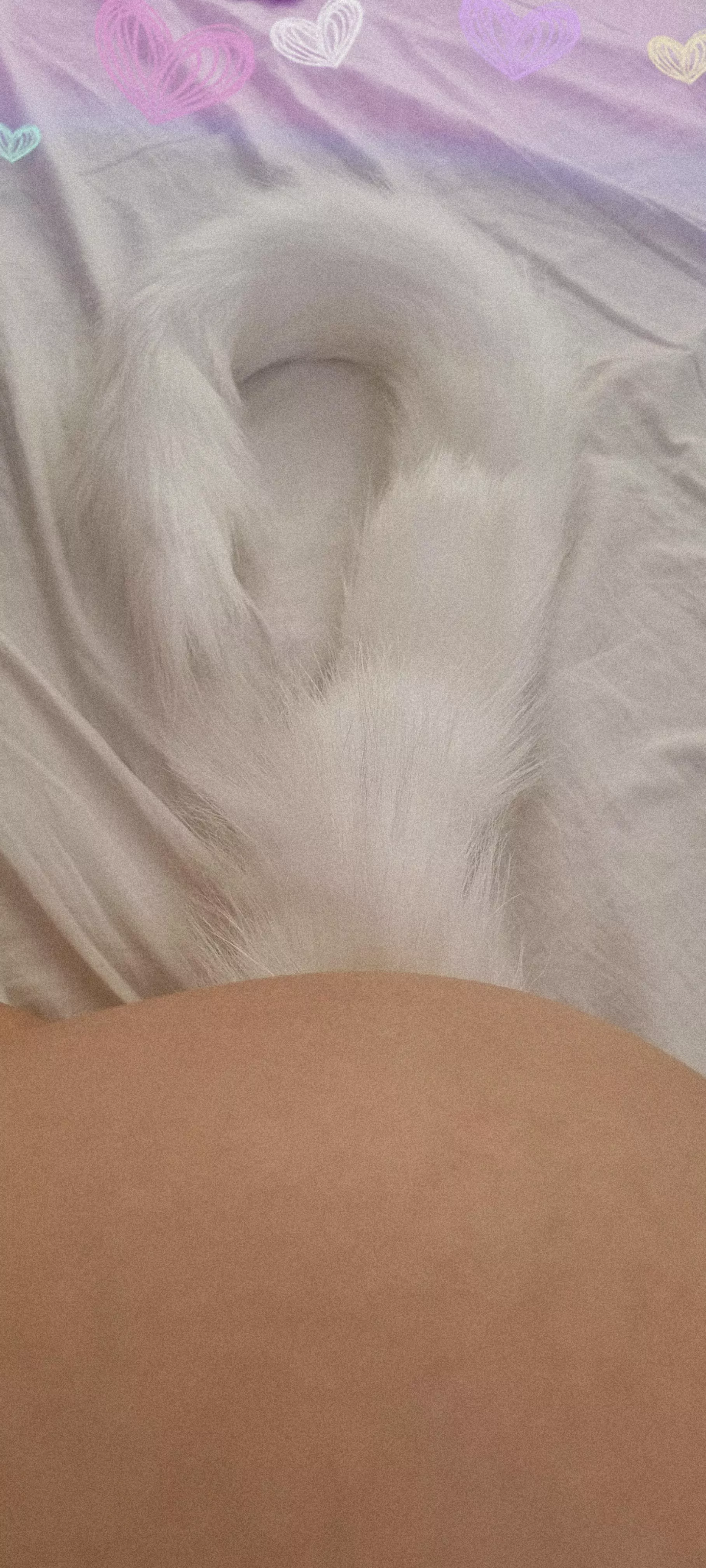 🐱