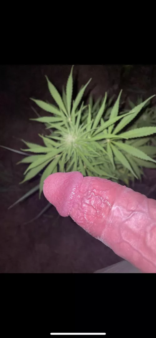 [M]y boner or the plant? 😏