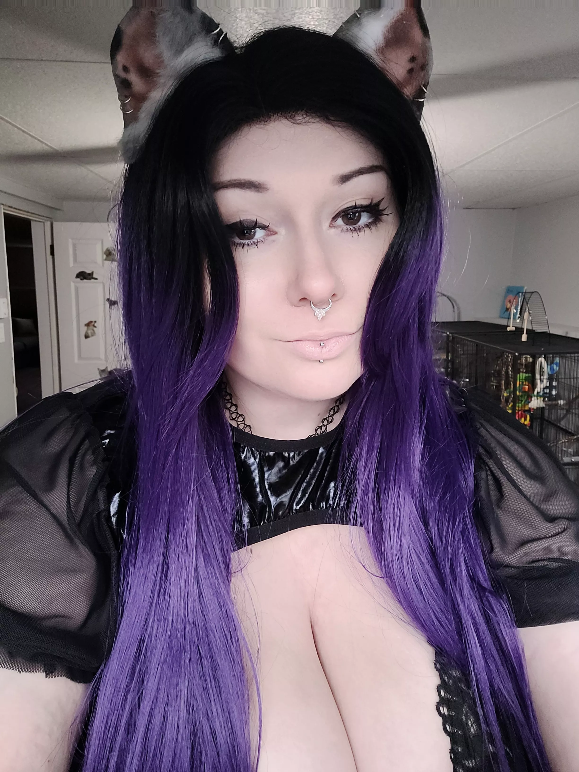 purple haired pittie