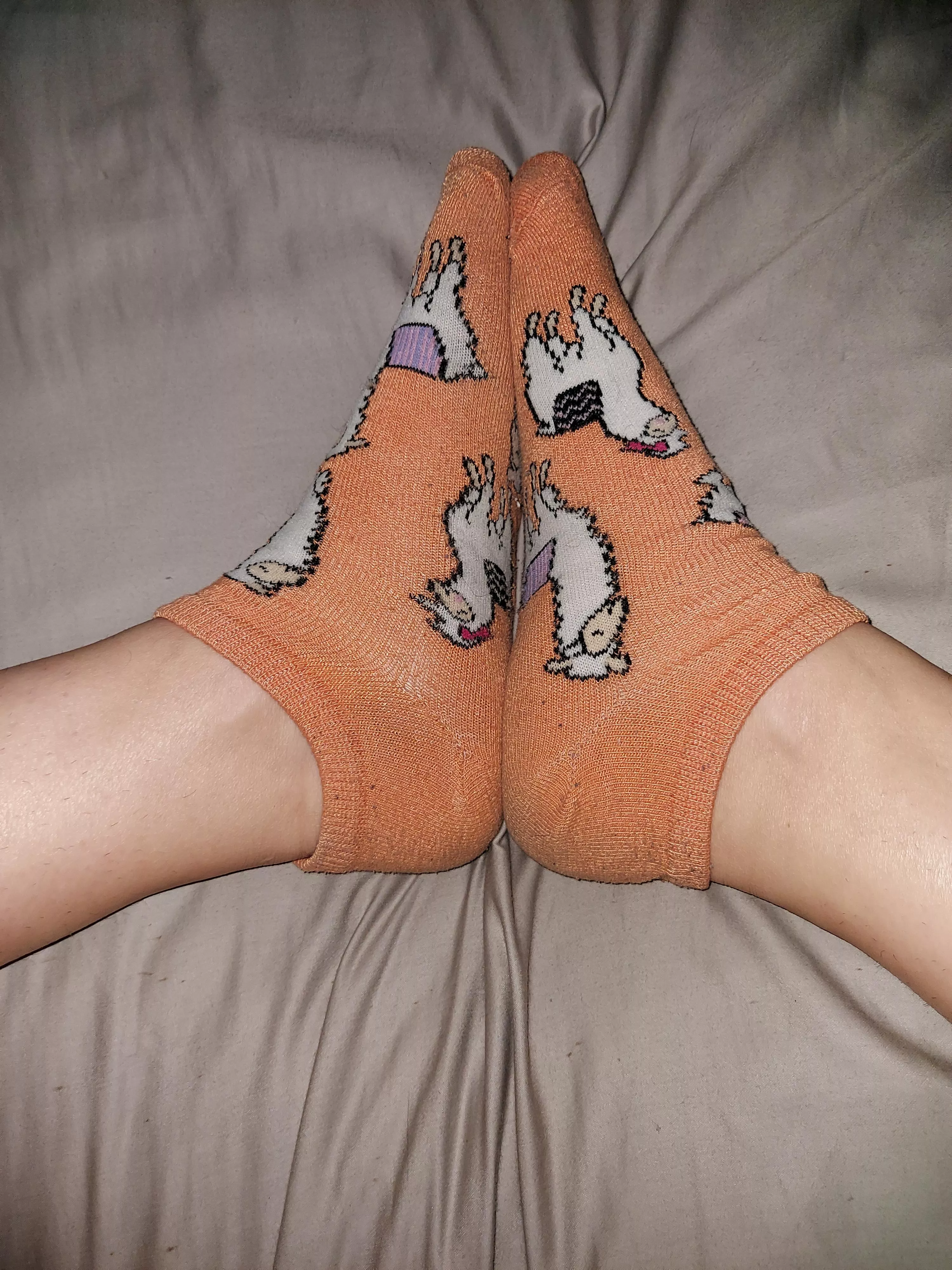 Llama socks!