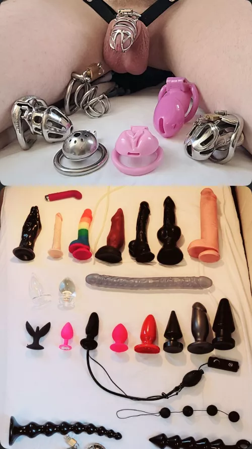 which toy and which cage should I use today?