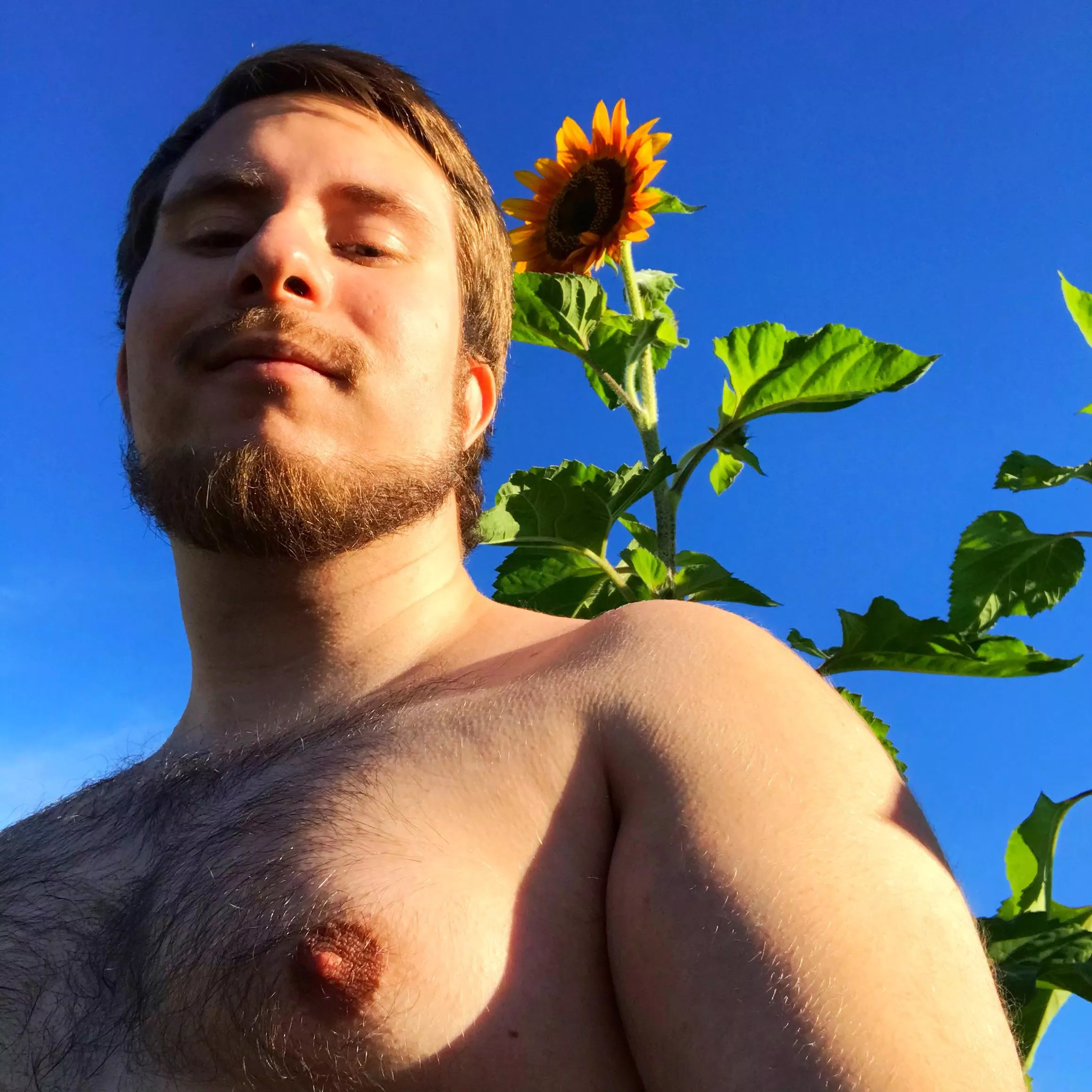 Sunflower 🌻