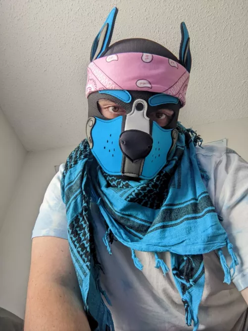 Pink and Blue 🐾
