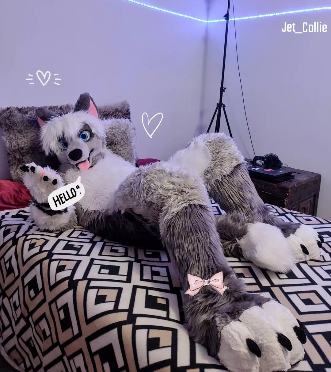 Hello 🐾