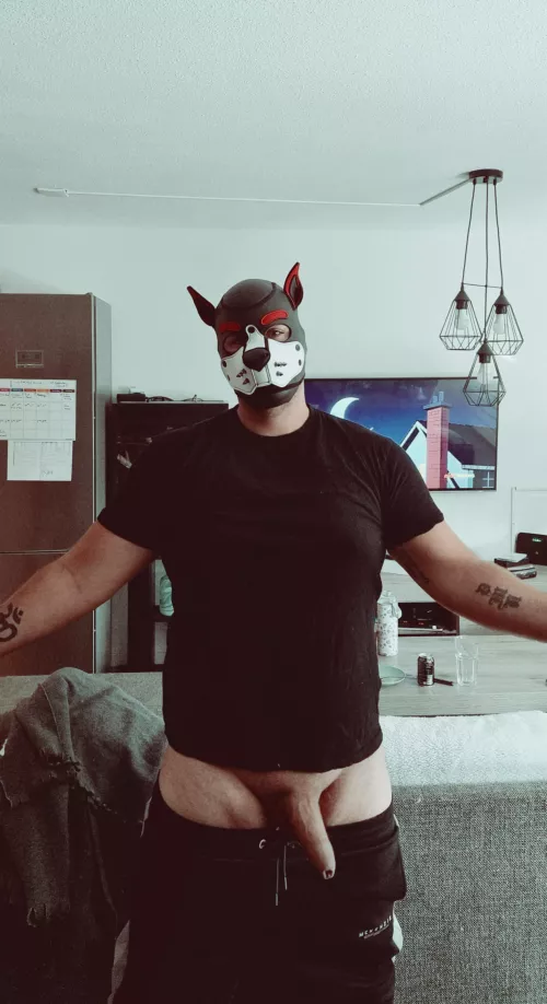 free hugs 🫂 🐶❤