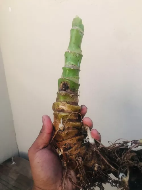 100% Natural Bad Dragon? Uprooted a Kalanchoe thyrsiflora ‘flapjack’ succulent for replanting and saw its root. Bad Dragon was the first thing that came to mind.