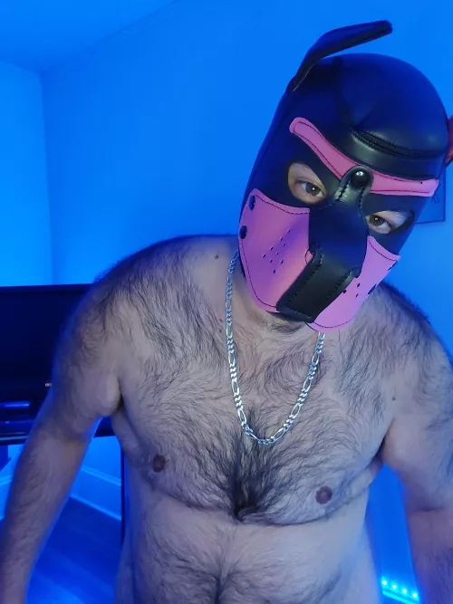 Puppy needs a new hood 🐾 Where can I get a good quality one?