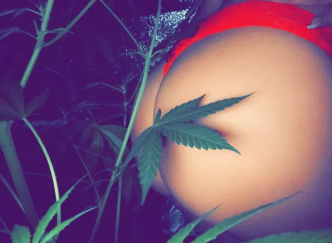 What’s a better combo then ass and weed? 💨
