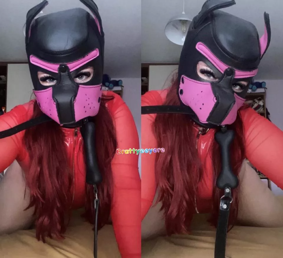 Would you dare pet?
