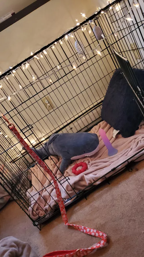 My kennel has been fully decorated!!! ❤️❤️❤️