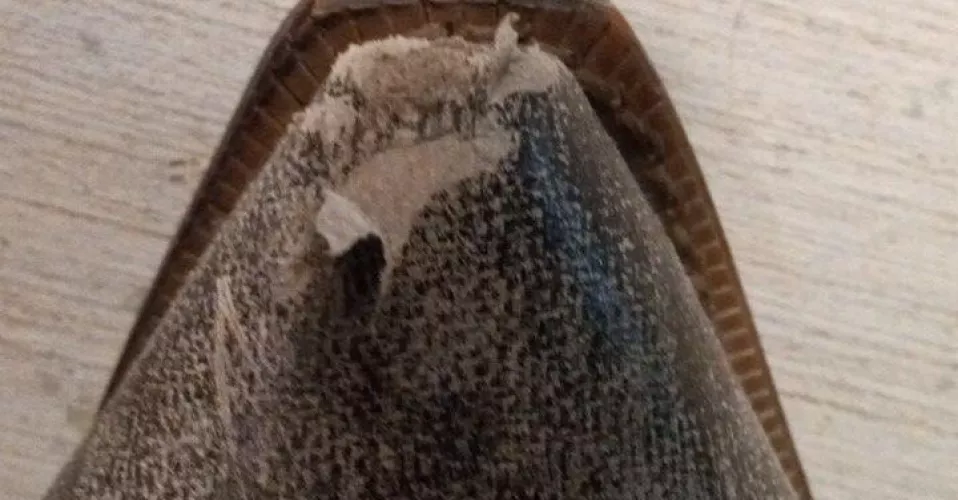 My boyfriend’s boots got very scuffed up tonight! Any ideas for how to fix them/make them a little bit better?