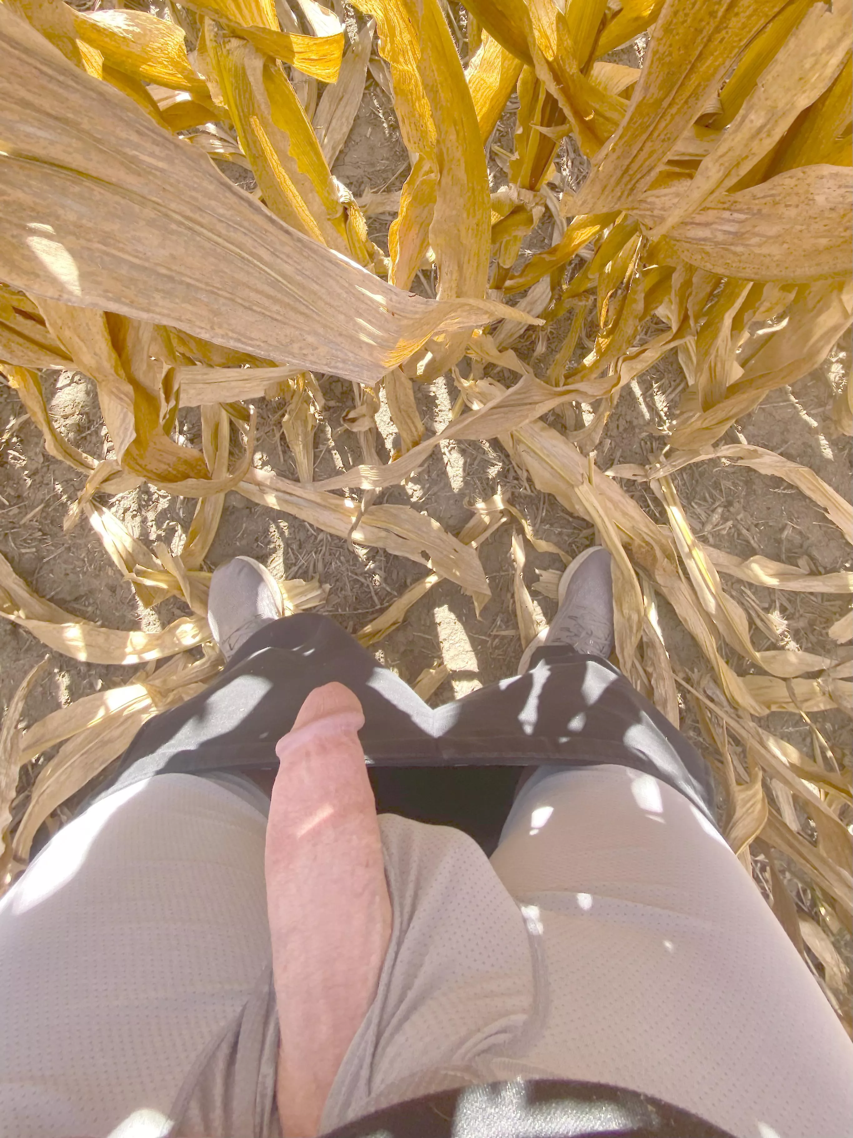 Corn harvest is a little slow