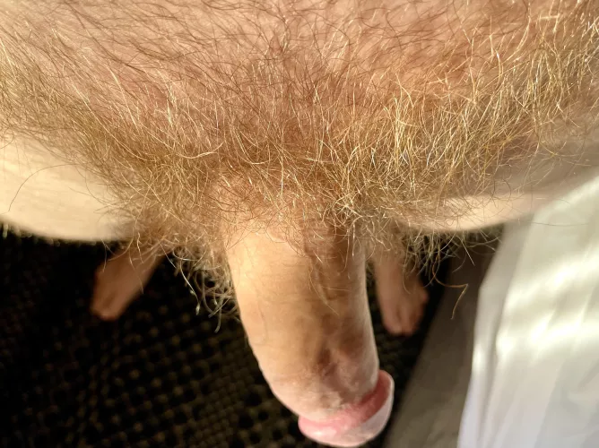 Sunny golden meadow ☀️