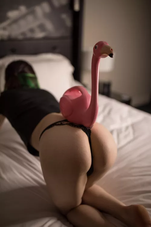 This is Phillip the Flamingo! and my butt 😂