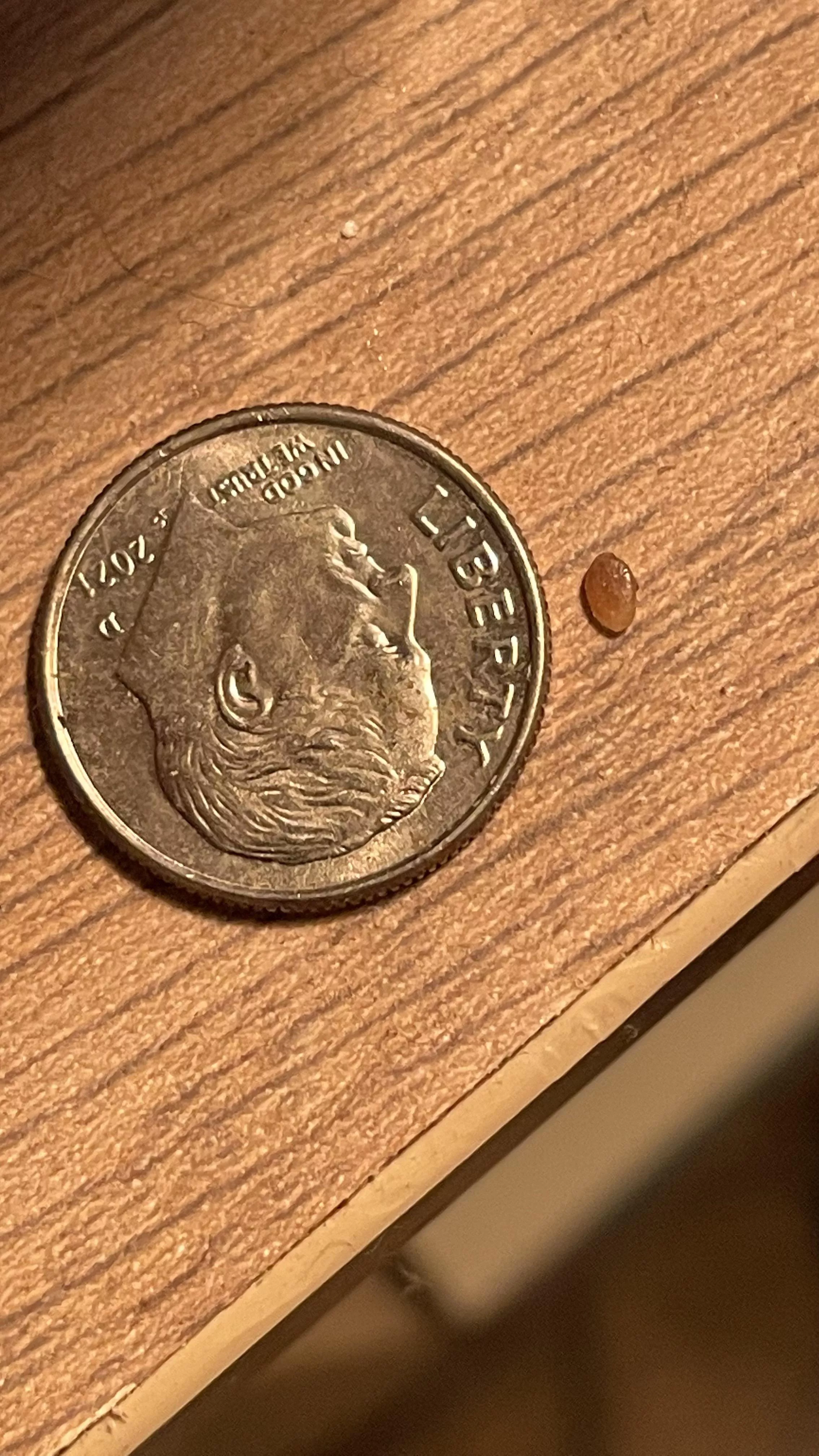 Had what I thought was a wart on my privates, after a few months this came out and the spot is healing. Anyone know what it is? Had what I thought was a wart on my privates, after a few months this came out and the spot is healing. Anyone know what it is?