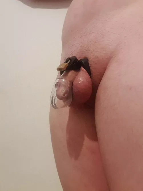 I need a much smaller one i think. Look at all the empty space my small cock has in the cage. It truly is a grower now a shower lol
