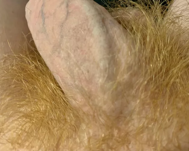 Veiny Bush
