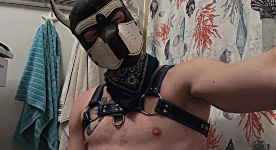 Hi, new puppy to Reddit 🐾 🦮 looking for alphas