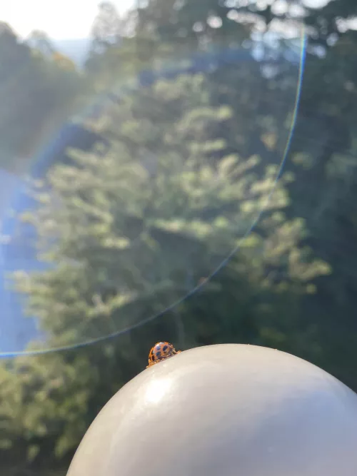 A real lady … sitting abreast the world