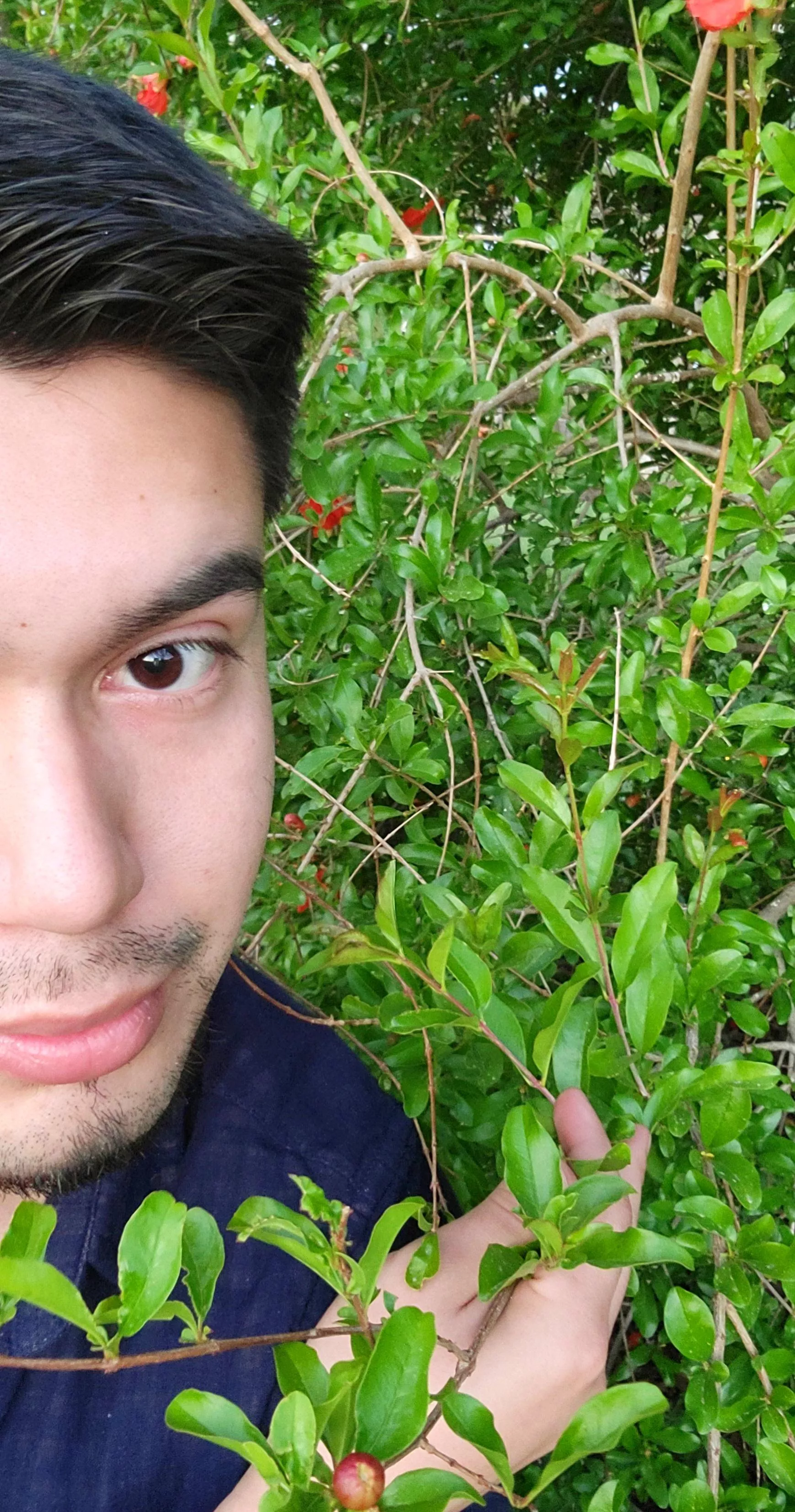 Feeling shy, but wanted say hello with my pomegranate trees😊