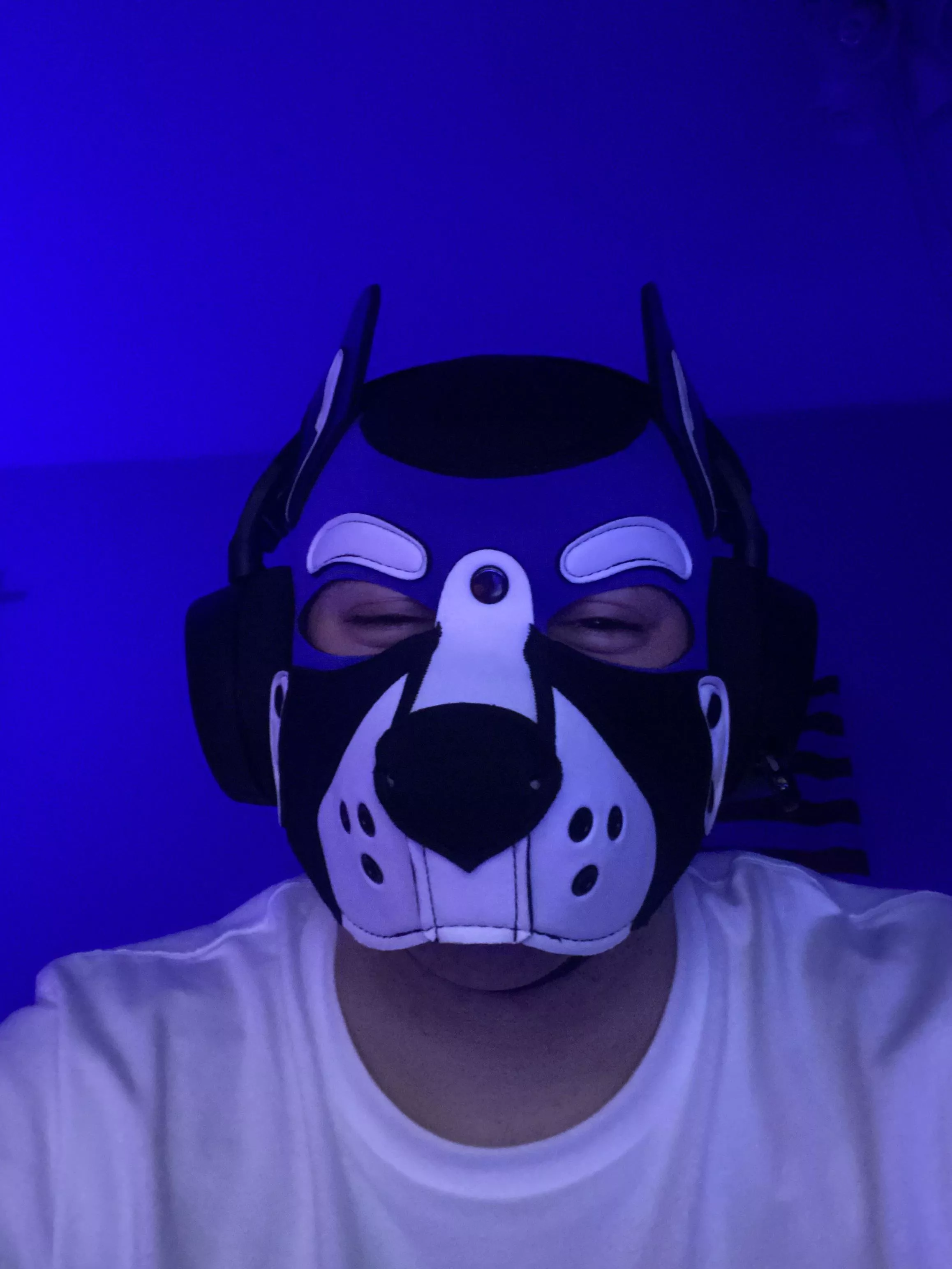 Gamer 🐶 🎮