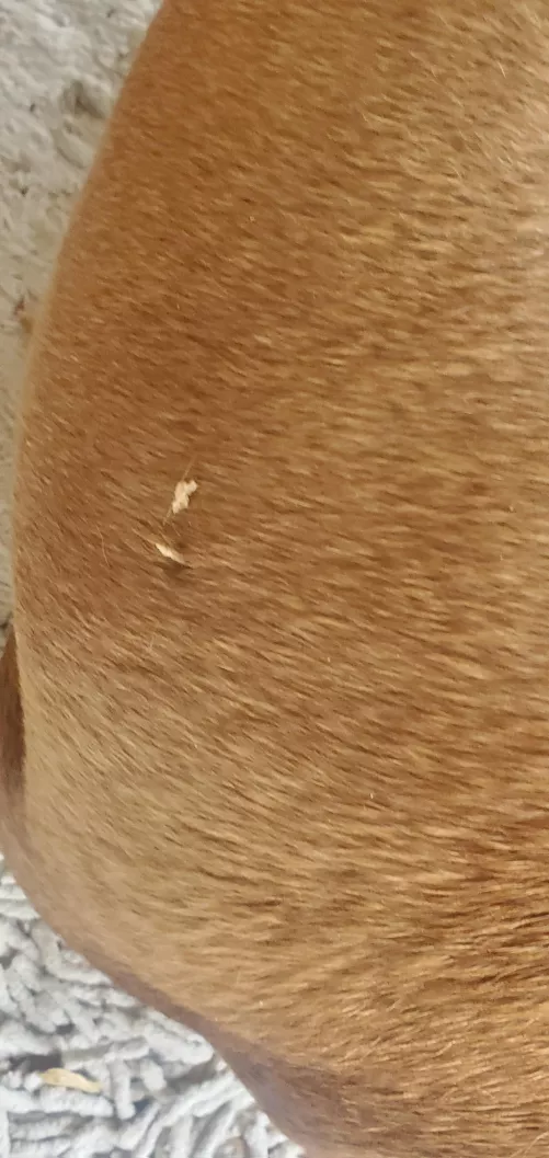 gave a little squeeze to bump on doggy's rump