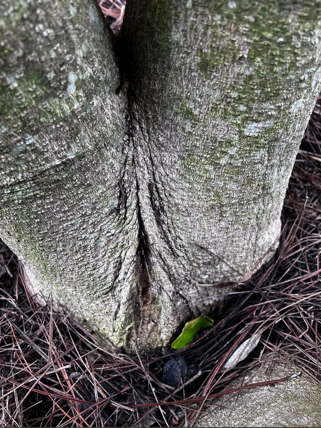 Gave me wood