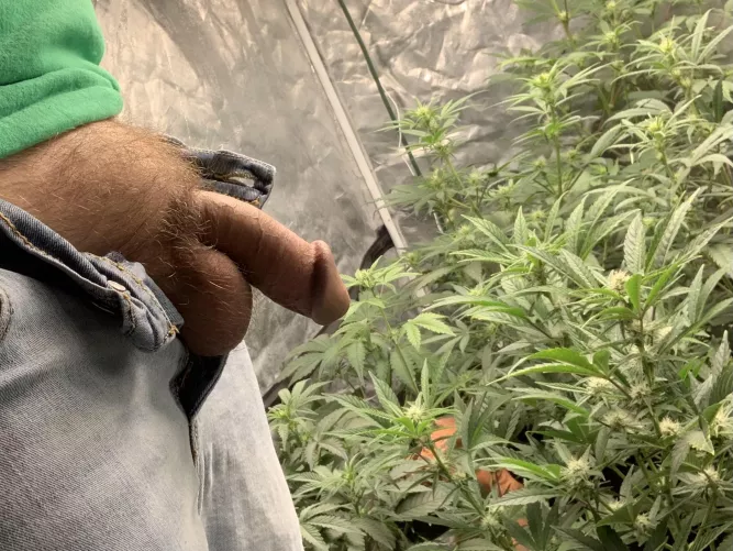 Happy St. Paddy’s Day. Here’s some green and my dick.