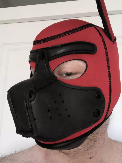 Hi! Im a shy new puppy! I don’t have an owner…. Would you be interested?