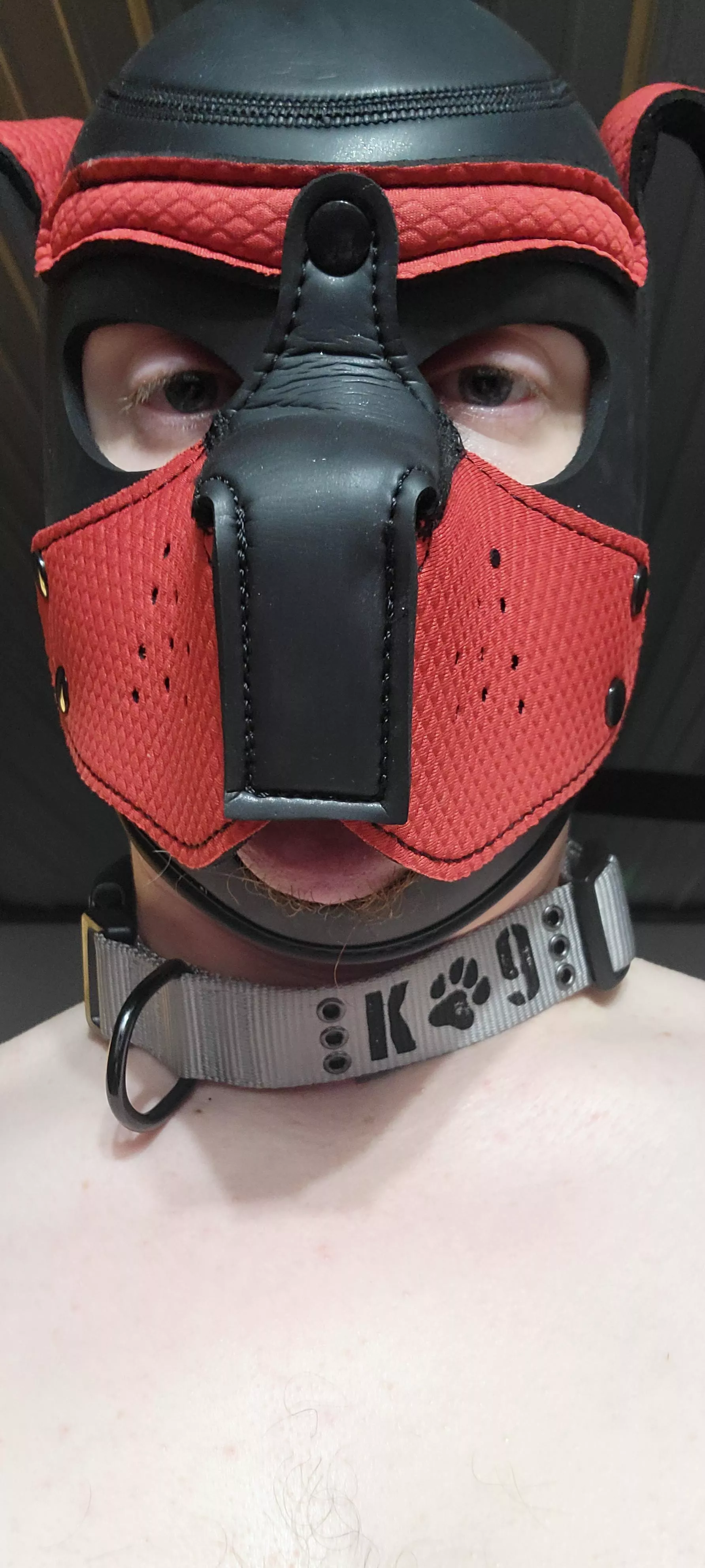 I always wanted to wait to get a handler to get collared. I couldn't pass up this one at petsmart though. I just fell in love with it. hope my future owner doesn't mind. I always wanted to wait to get a handler to get collared. I couldn't pass up this one at petsmart though. I just fell in love with it. hope my future owner doesn't mind.