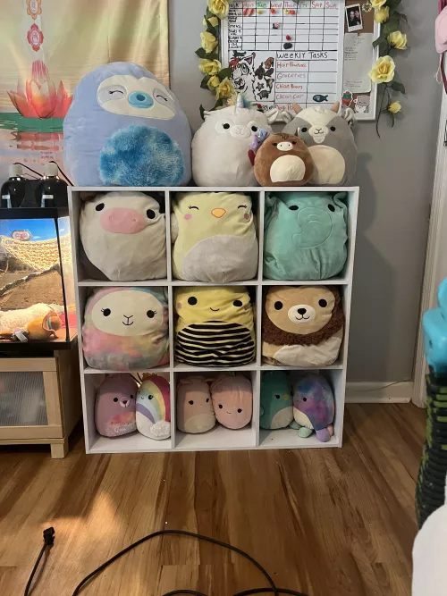 I bought and assembled a 9 cubby shelf just for my Squishmallows… ✨🐻