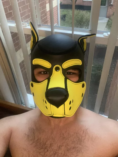 It looks like it’s gonna be a rainy day today, but this pup still wants to go outside and play! 🐶 🐾