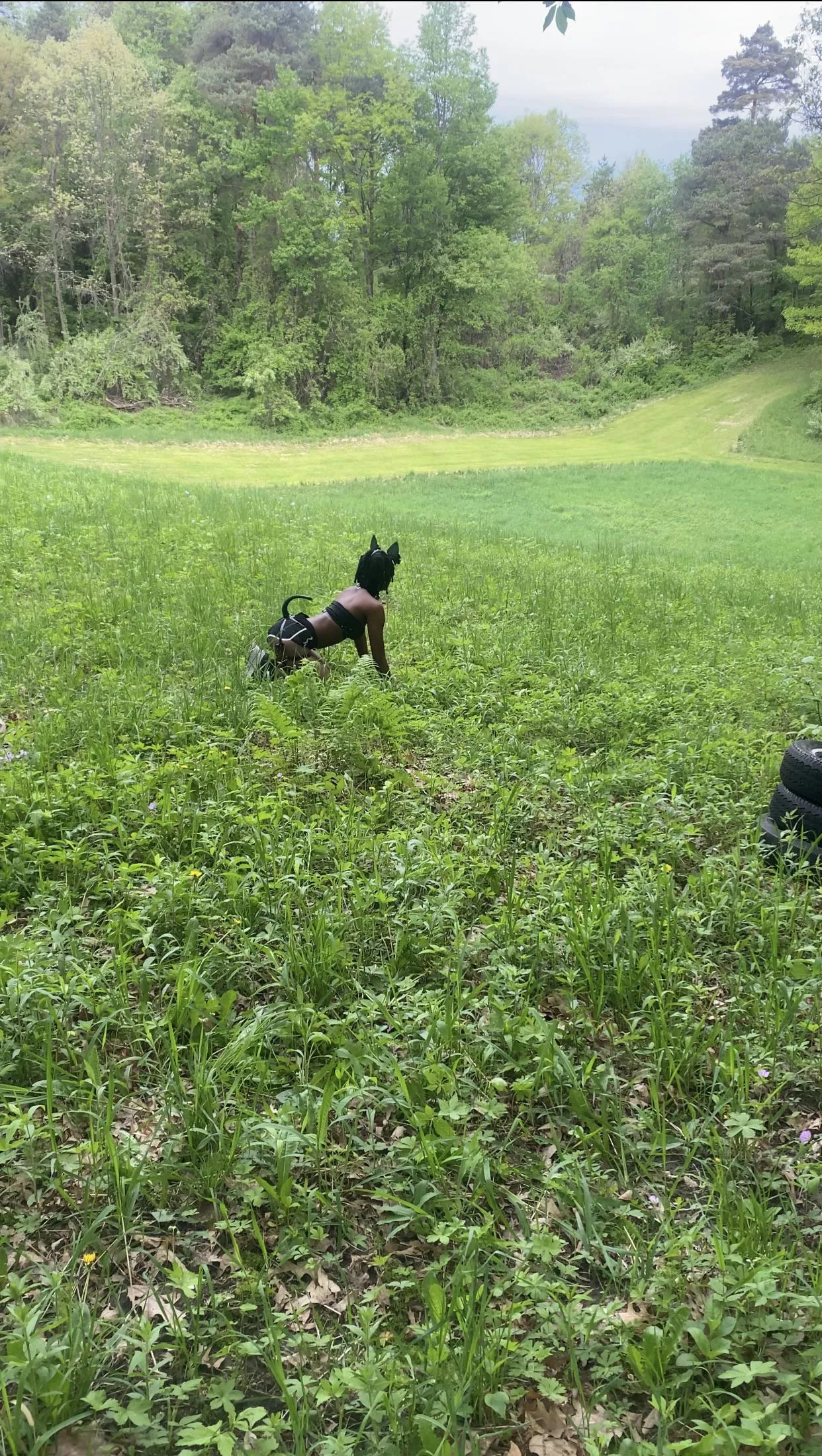 Just a puppy outside exploring 🐾🐶