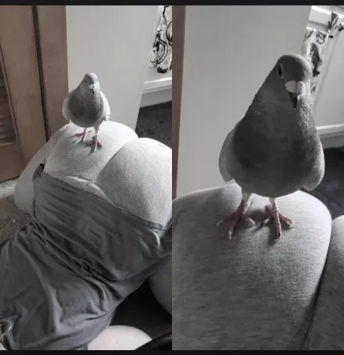 Just me showing off one of my rescue pigeons, Toast 🥰