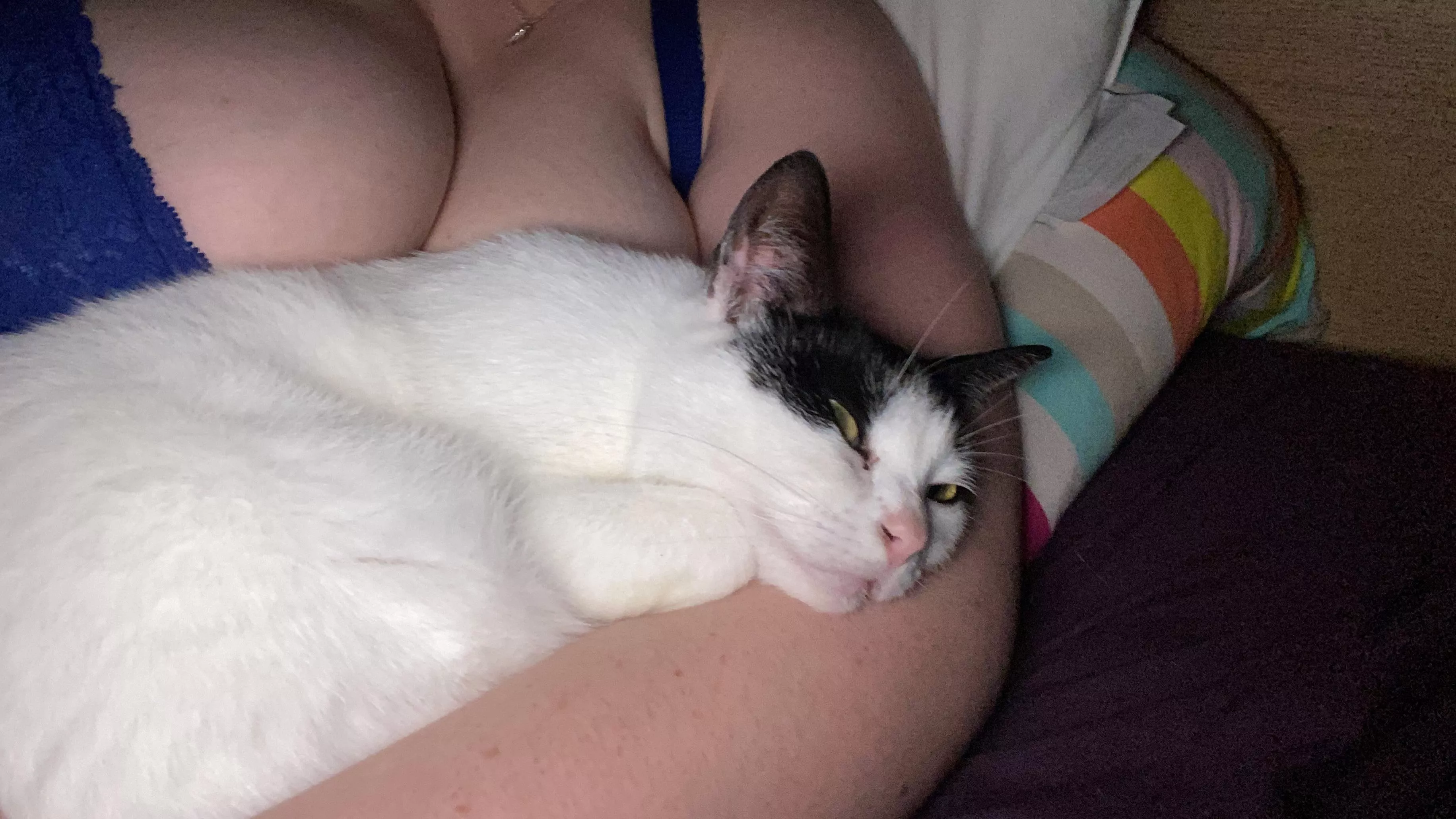 Kitty cuddles