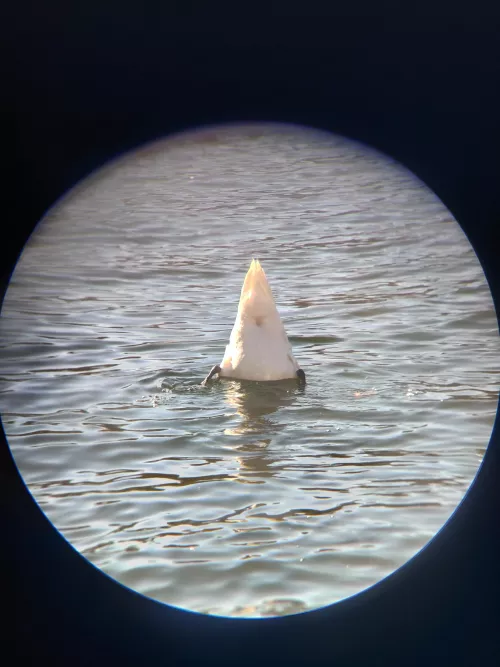 Mods, please note that rule 1 specifically allows for 