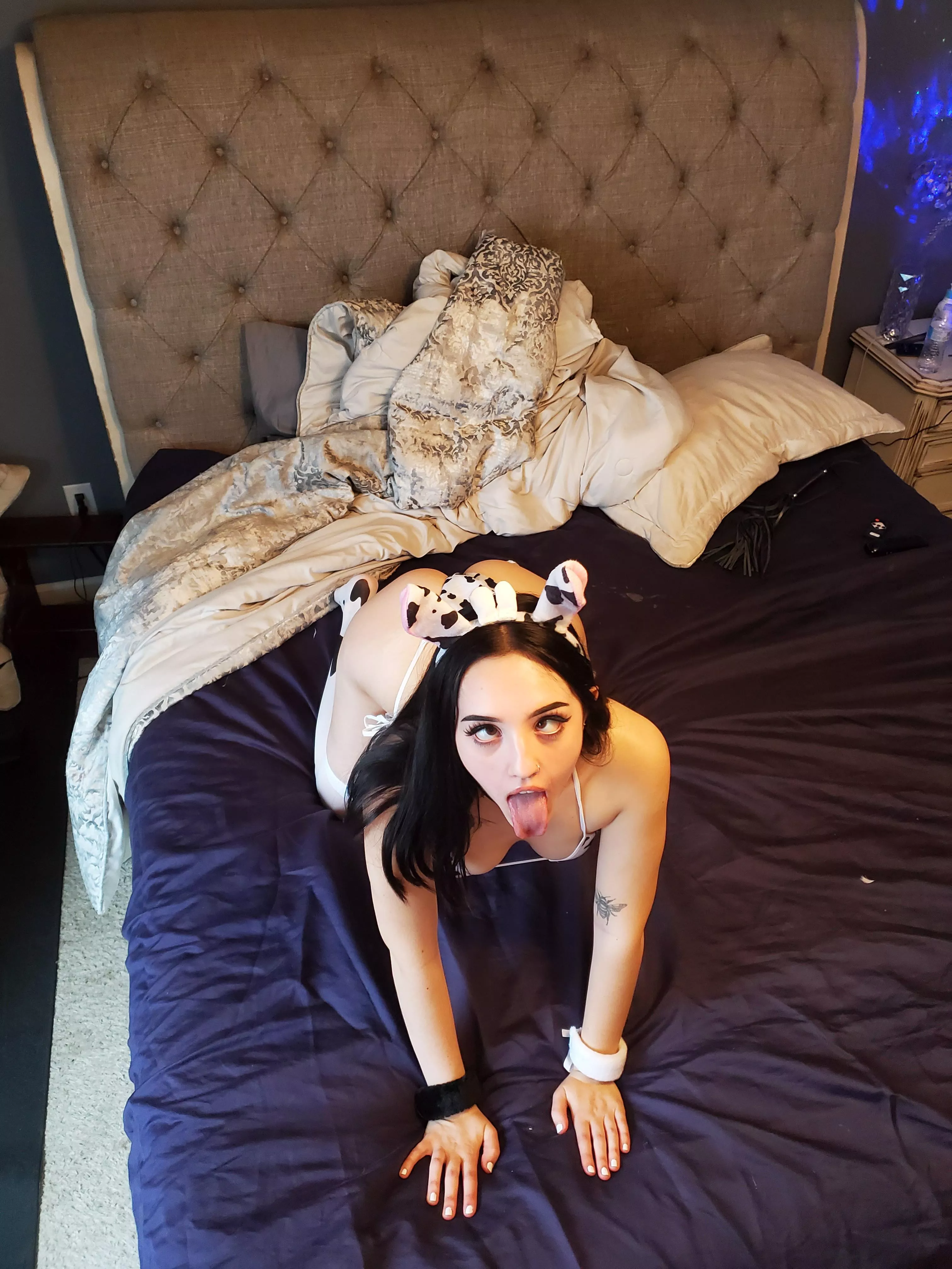 moo!