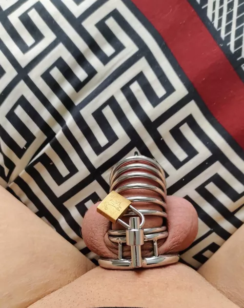 My cute little shaved locked up cock.