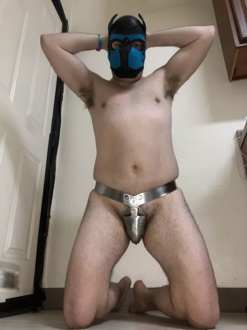 New for 2022! All models of Pup Starry now come factory installed with chastity! Guaranteed to be an obedient & waggy pup or your money back!