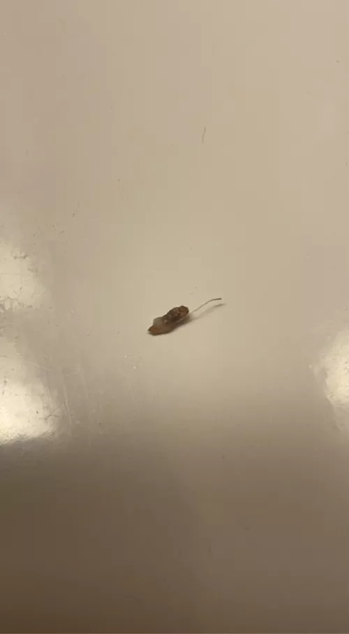 New here! This came out of a hard lump on the top of my head. Enjoy.