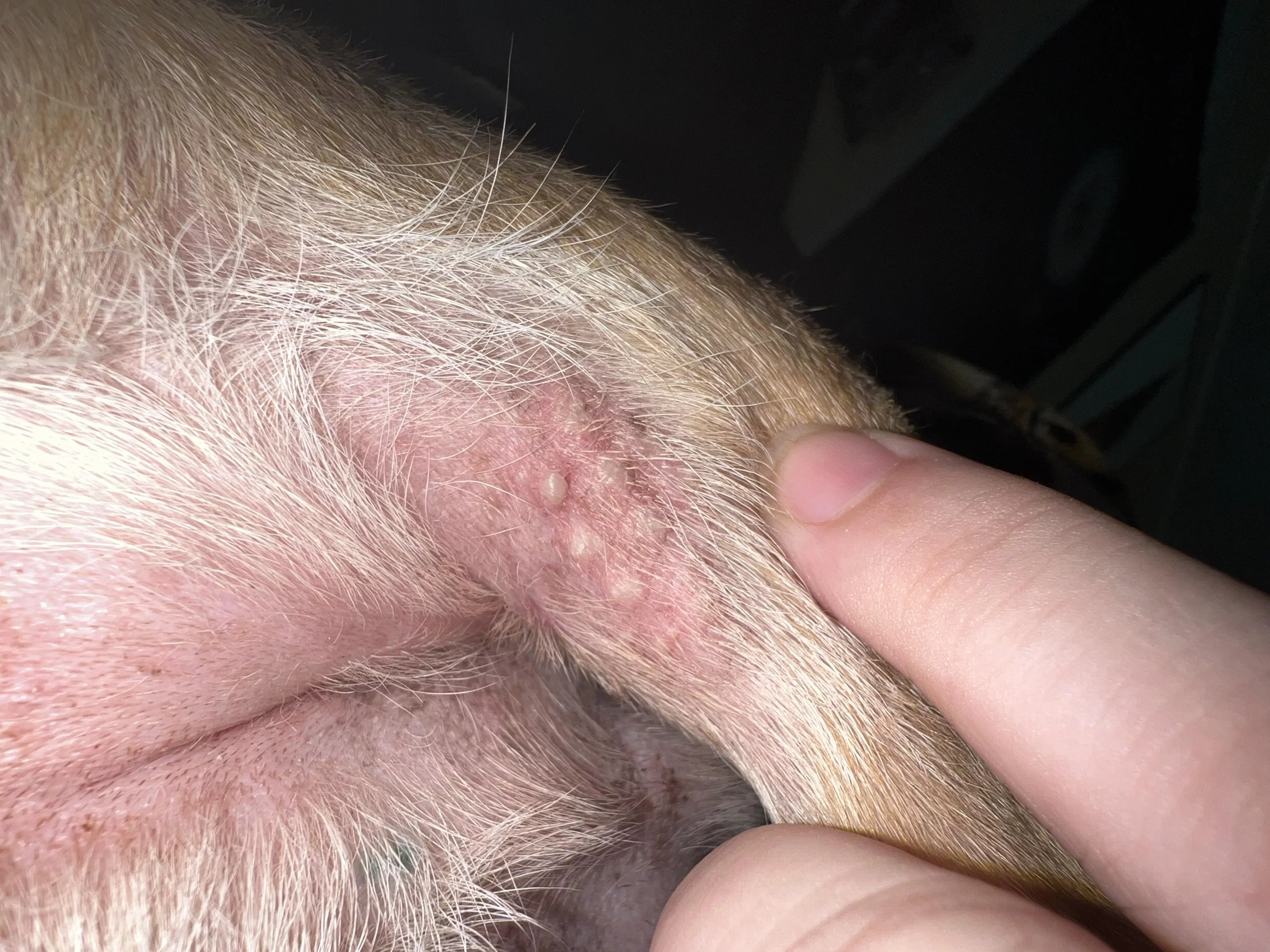 nsfw - animal. forbidden pops. my dog decided to shit on a fire ant hill. he’s okay, just got some bites.
