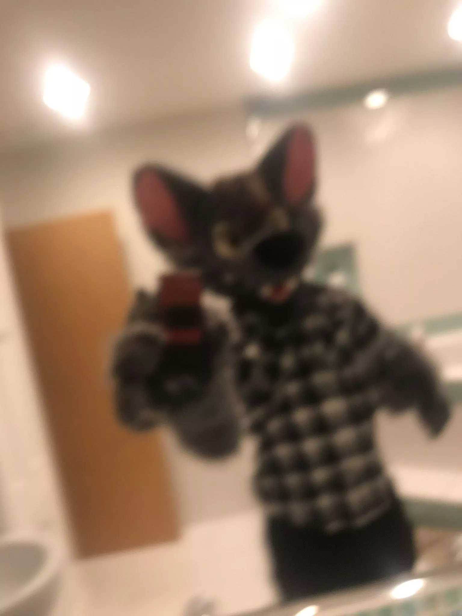 Paws so big he can’t focus a camera smh ❤️