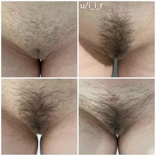 Peach, strip, bush, forest