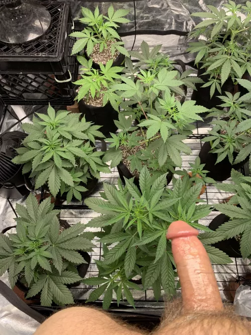 Pot & Cock! I have 10 strains and 6 inches. Let’s smoke and stroke.