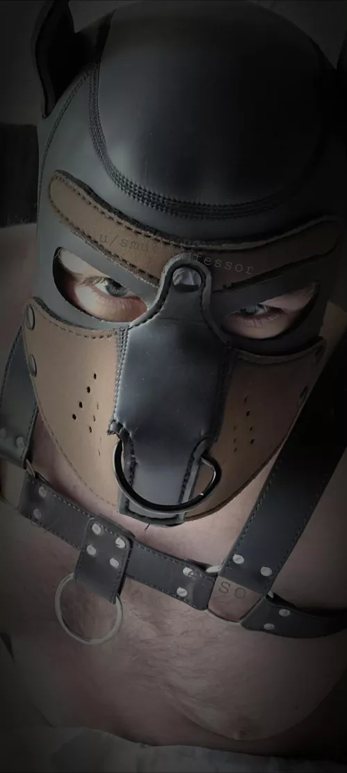 POV: You just got tackled. Wuff!