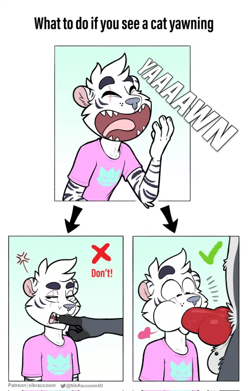 Proper Handling of Felines (NikRaccoom)