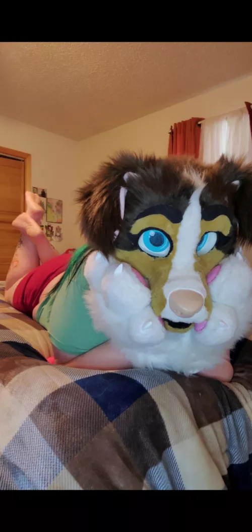 pup enjoys bedtime stories. 🌙 read me a good one♡