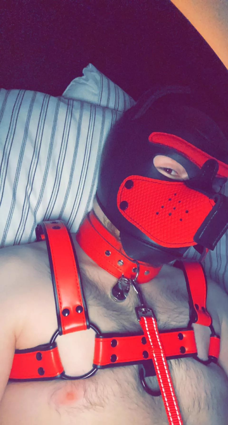 Pup got a harness 🐶