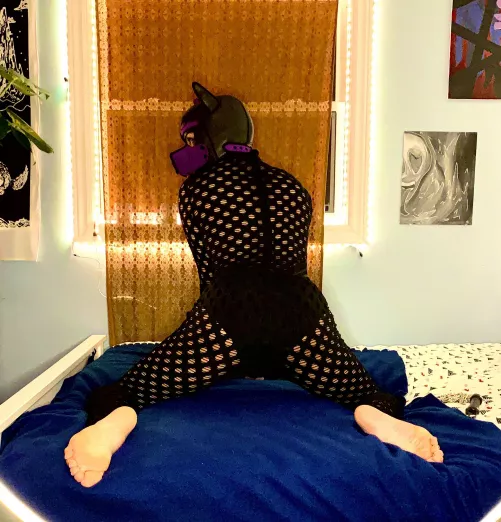 Puppy Paws 🏳️‍⚧️🐾🏳️‍🌈